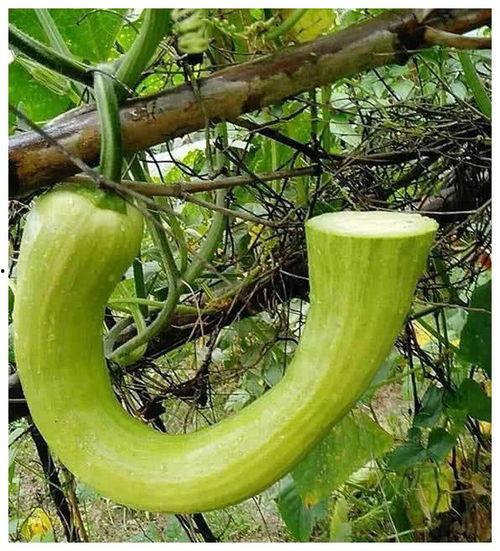 拖米吃瓜会,揭秘娱乐圈幕后故事