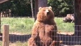 成都熊王吃瓜,揭秘网红美食背后的故事