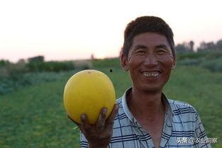 吃货直播蜜瓜,吃货直播带你领略甜蜜诱惑