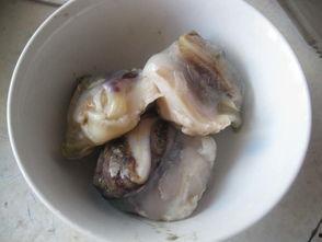 海螺吃瓜,揭秘海洋生物的趣味食性