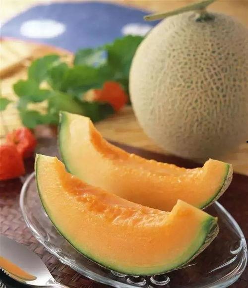 河狸吃哈密瓜,自然界的和谐共生