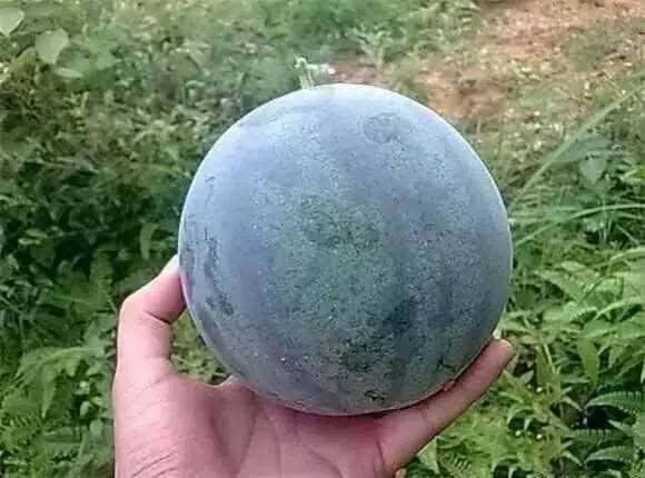 吃籽瓜会胖嘛,吃籽瓜真的会让人发胖吗？揭秘籽瓜的营养与热量